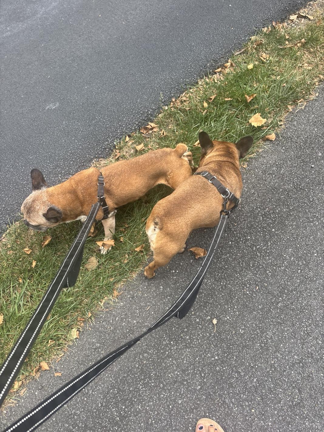 A dog we walk, photo 2 of 9