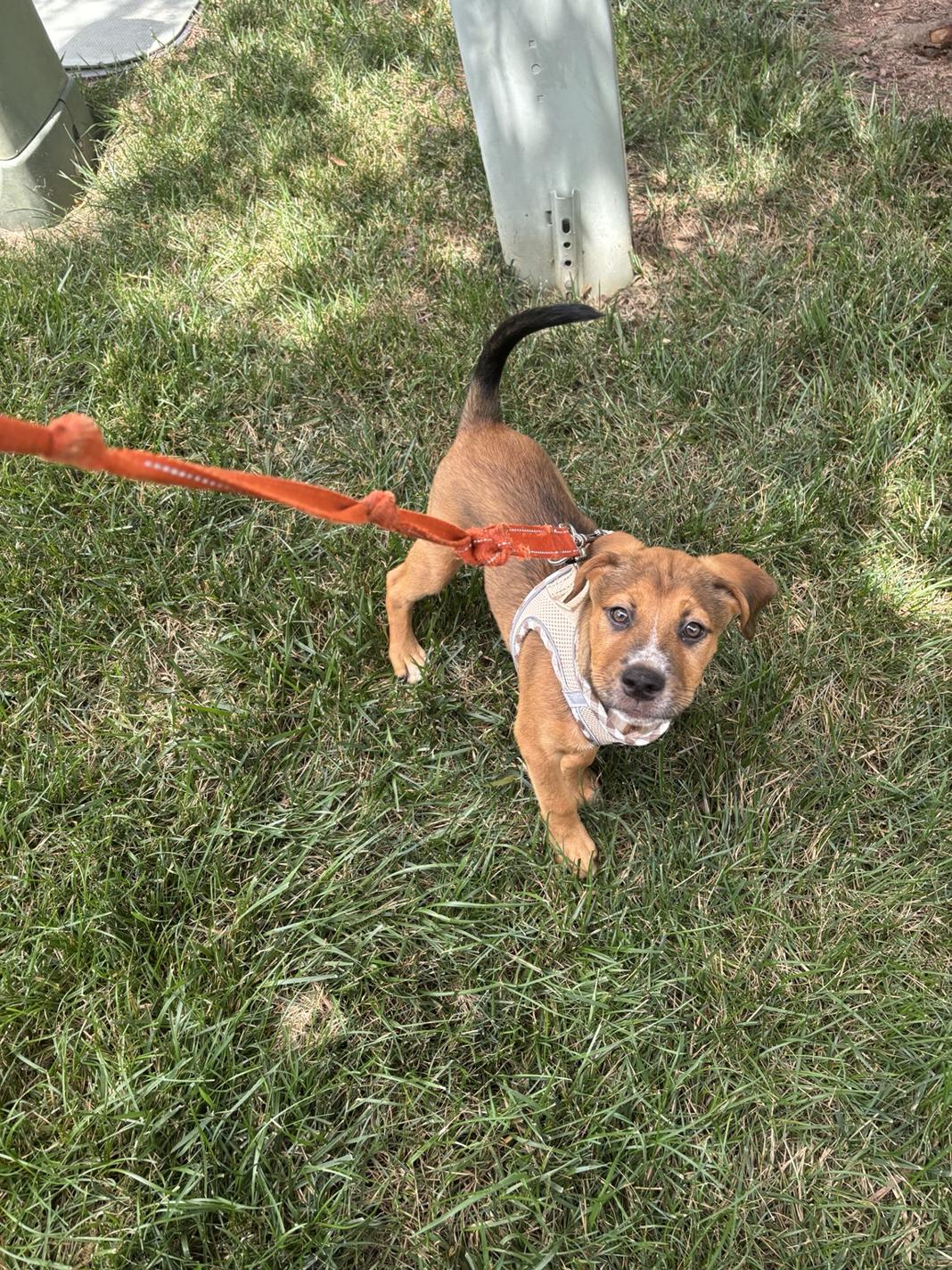 A dog we walk, photo 5 of 9