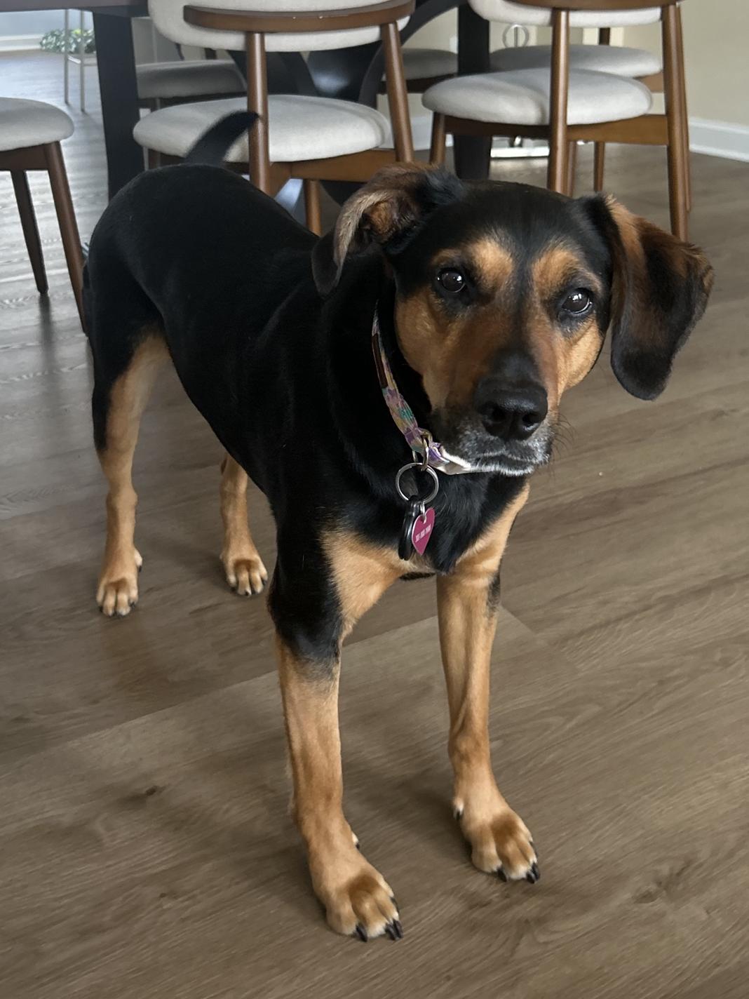 A dog we walk, photo 7 of 9